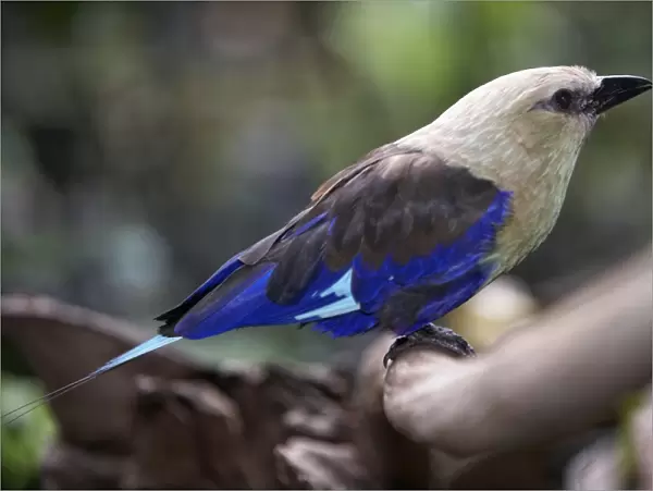 Blue-bellied roller (Coracias cyanogaster) perching on a branch, side view