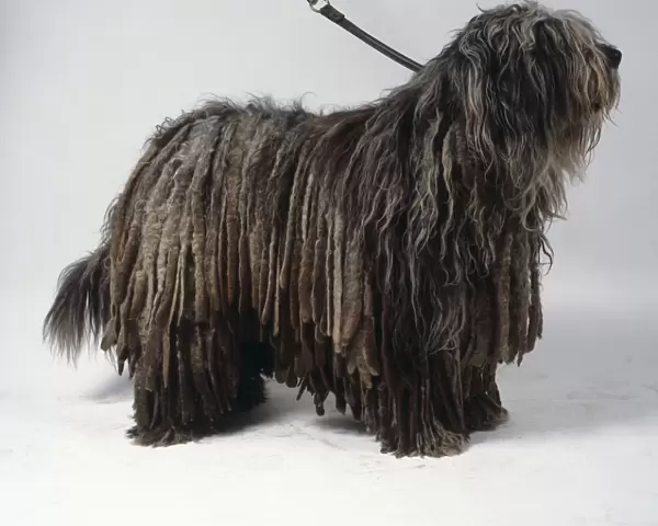 A gray Bergamasco dog with a thick coat of corded long hair draping from its body, standing