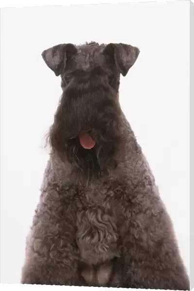 Kerry Blue Terrier, looking at camera, panting