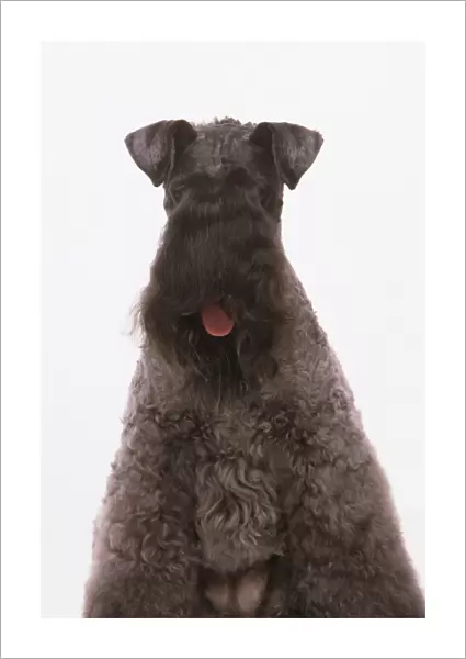 Kerry Blue Terrier, looking at camera, panting