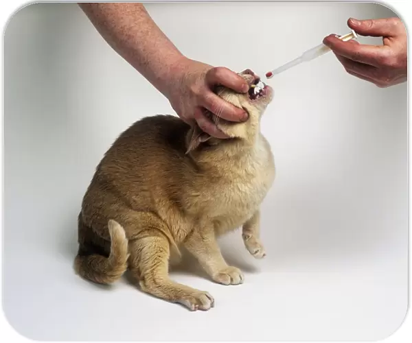Holding tablet syringe near open mouth of cream Burmese cat