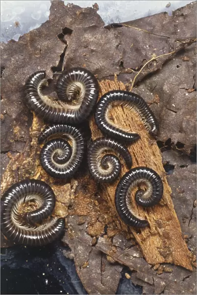 Cylinder Millipedes (Julidae) curled on rotting log, view from above