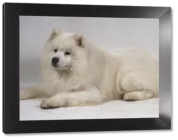 A fluffy white Samoyed dog lies on the floor