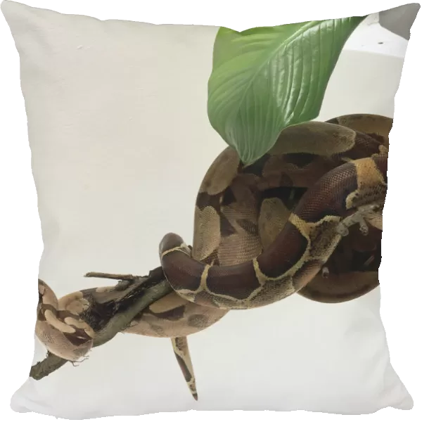 Common Boa coiled around a branch, showing its narrow head and square-off snout, an eye, and body markings including the saddles on the tail which are dark red
