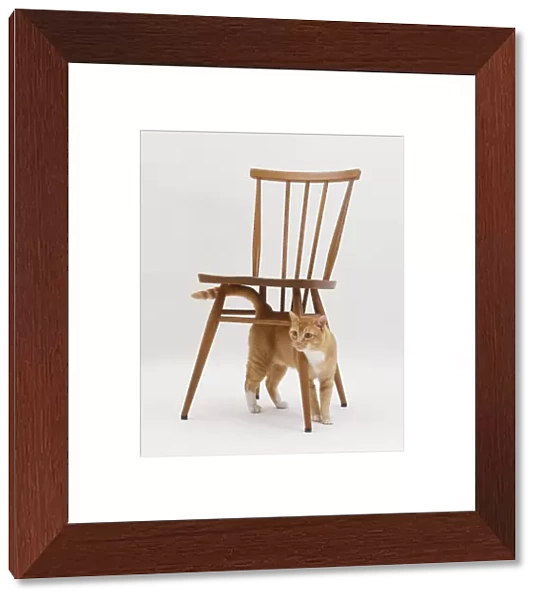 A cat under a chair