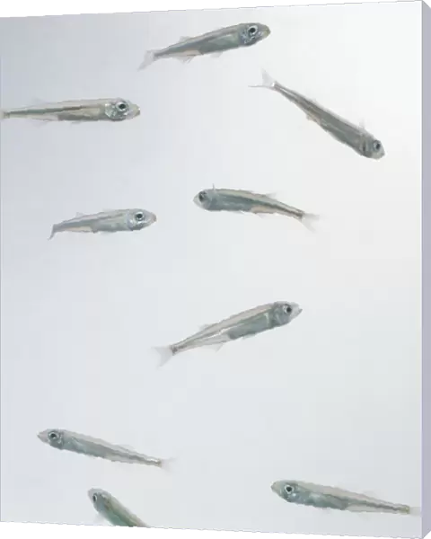Smelt (Osmeridae), group of small fish