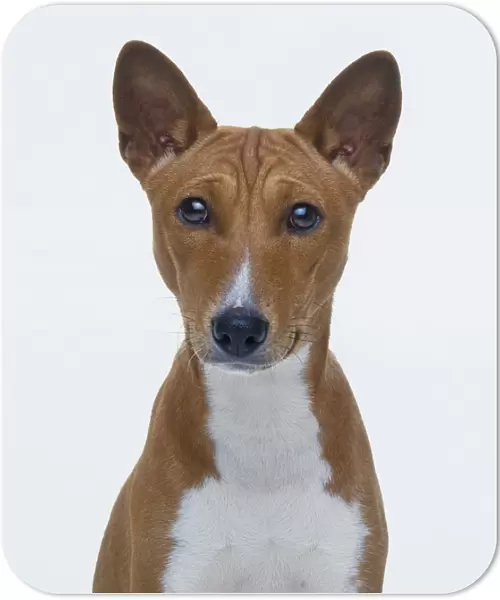 Head and chest of Basenji dog, front view