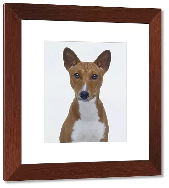 Head and chest of Basenji dog, front view