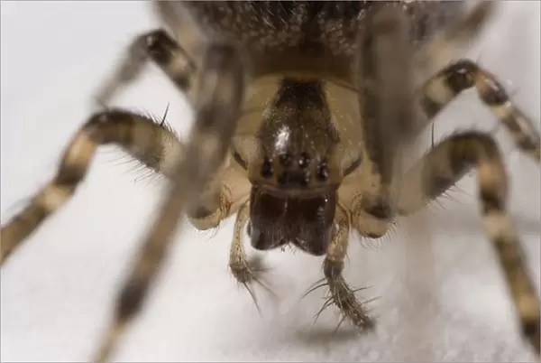 Spider showing head and legs, extreme close-up