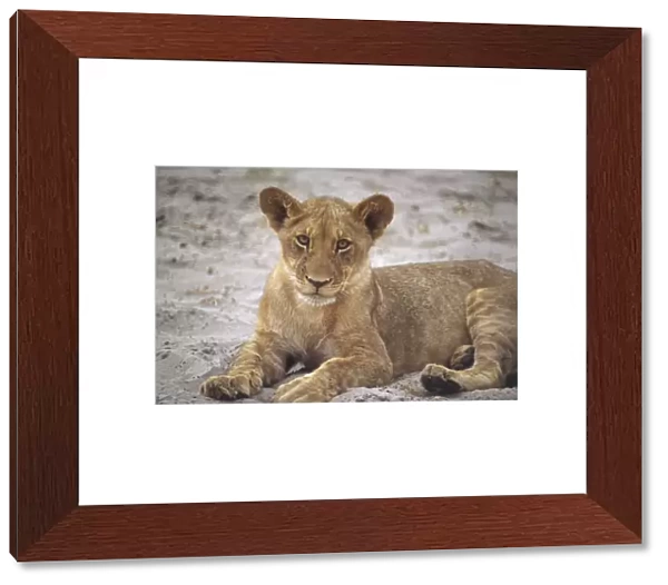 Africa, Botswana, Okavanga Delta, Lion (Panthera leo), cub lying in sand and facing forward, close up, side view