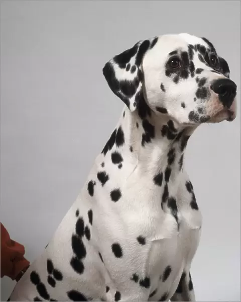 Black and white spotten Dalmatian dog