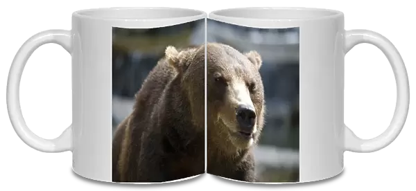 Eurasian Brown Bear (Ursus arctos arctos), head and shoulders
