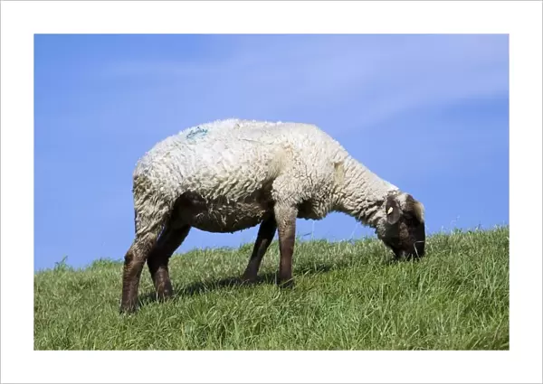 Germany, Lower Saxony, Ostfriesland (East Frisia), sheep grazing