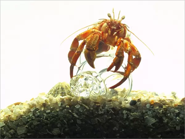 A Hermit Crab (Pagurus bernhardus) over a clear glass shell