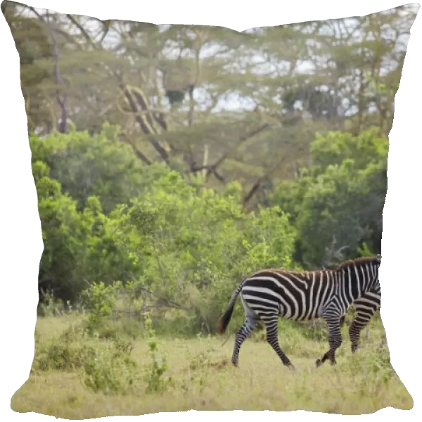 Kenya, Nyeri, Solio Game Reserve, pair of Burchells zebras walking through grass, side view