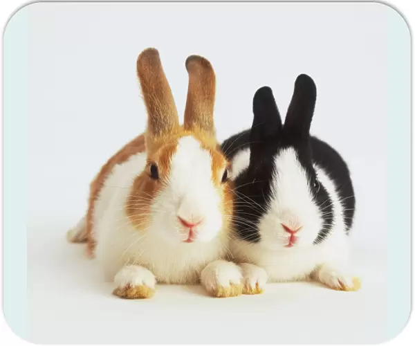 Black and white rabbit beside a brown and white rabbit, sitting next to each other