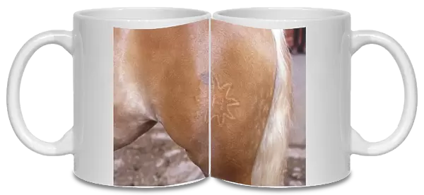 Haflinger branding on leg of palomino pony