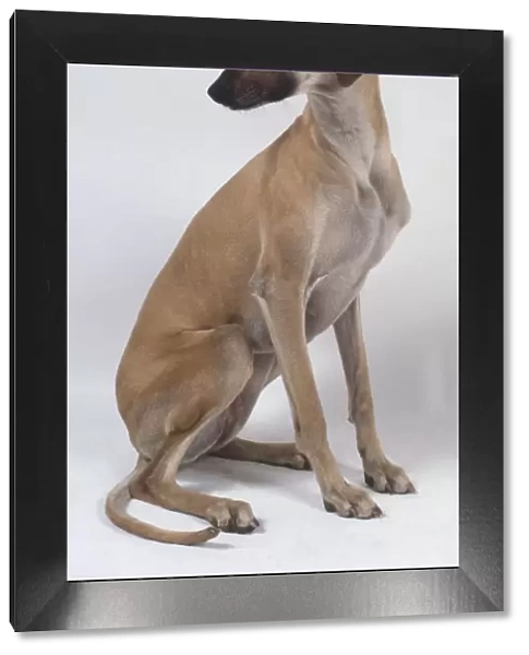 A slender light brown sloughi dog sits on its haunches and glances back to the right over its shoulder