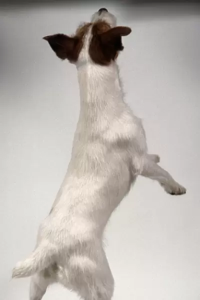 A white Parson Jack Russell terrier with a brown head and ears balances on its hind legs, back view only