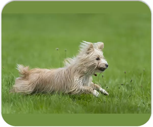 Small mongrel dog running through grass