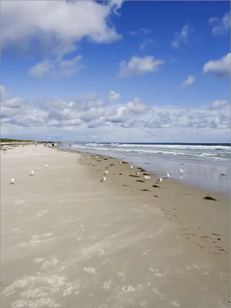 USA, Maine, Ogunquit, seagulls on deserted Ogunquit beach