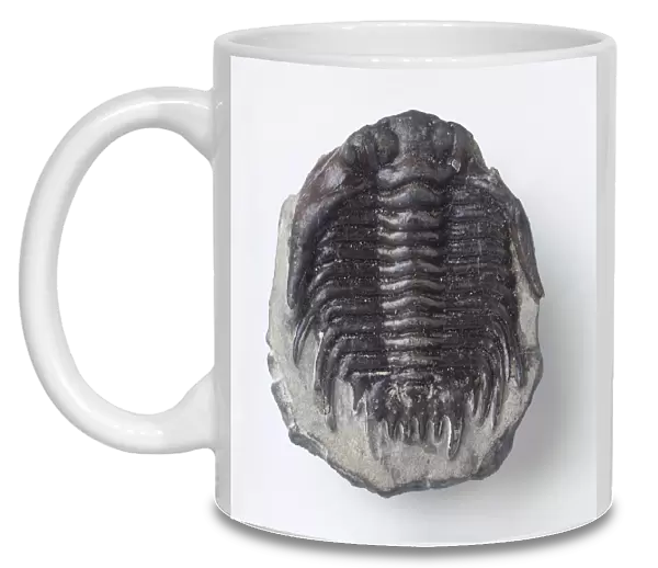 Trilobite (Leonaspis), fossilised exoskeleton in limestone, close-up