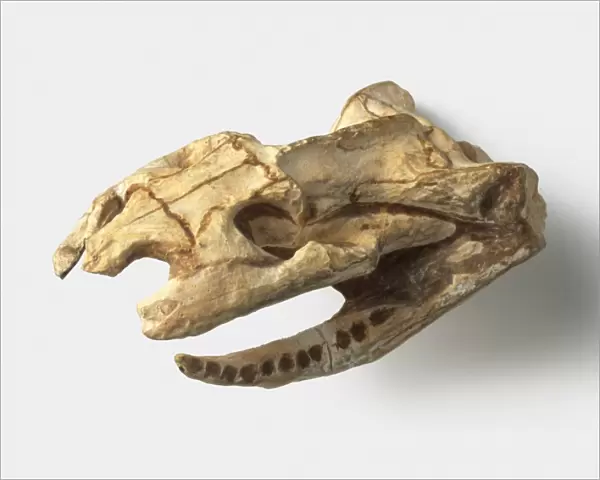 Diapsid - Dinilysia: Skull and lower jaws