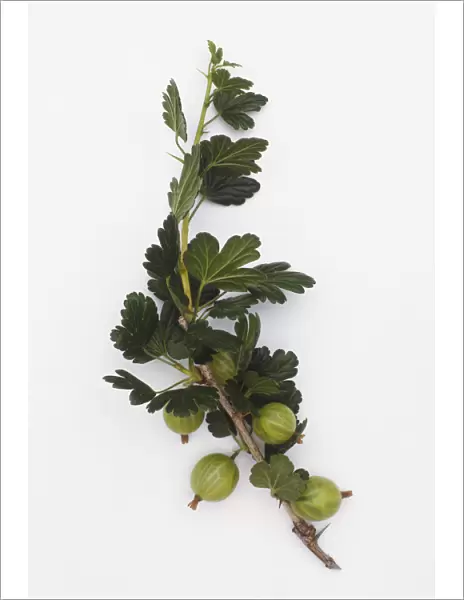 Ribes uva-crispa, Gooseberry