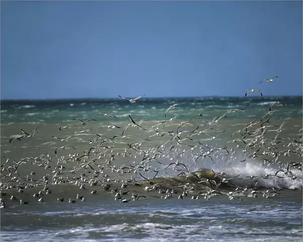 Argentina, Land of Fire, Kelp Gulls (larus dominicanus)