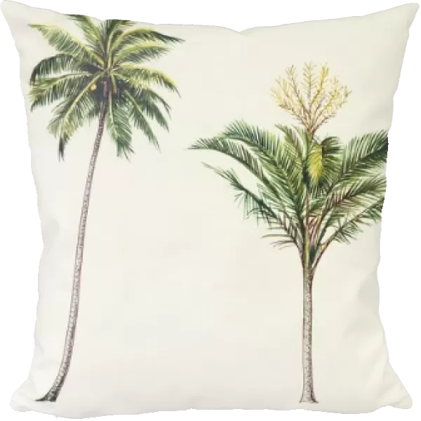 Coconut Palm Cocos nucifera, Sago palm Metroxylon sagu and Pink Orchid Tree Bauhinia monandra, illustration