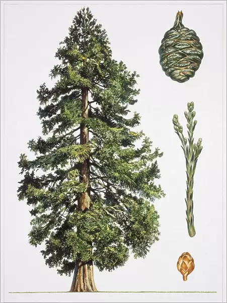 Giant Sequoia (Sequoiadendron giganteum), illustration