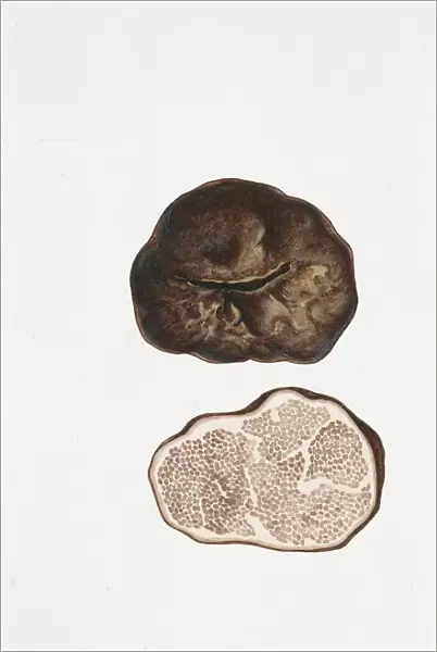 Terfezia leonis, illustration