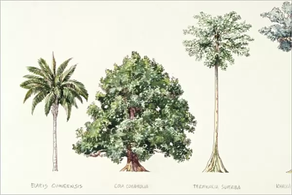 Oil palm, Cola cordifolia, Superb Terminalia or Korina, African or Lagos Mahogany, Sapele, Abachi, African corkwood tree, illustration