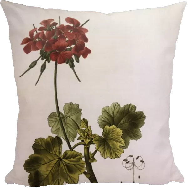 Cranesbill (Geranium inquinans), Henry Louis Duhamel du Monceau, botanical plate by Pancrace Bessa