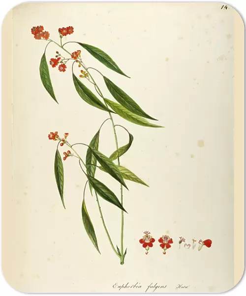 Scarlet Plume (Euphorbia fulgens), Euphorbiaceae, Temperate greenhouse suffruticose plant native to Mexico, watercolor, 1841-1843