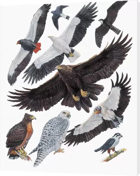 Close-up of falcons