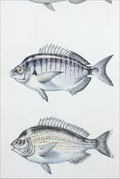 Fishes: Perciformes Sparidae, Common dentex (Dentex dentex), Sharpsnout seabream (Diplodus puntazzo), illustration