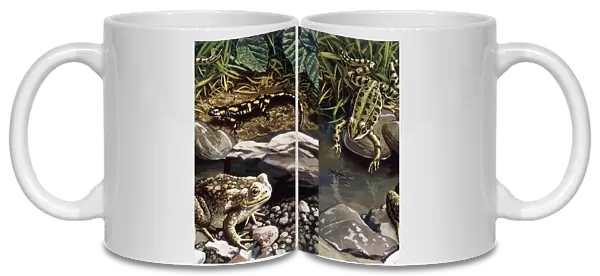 Two frogs and salamander by water, illustration