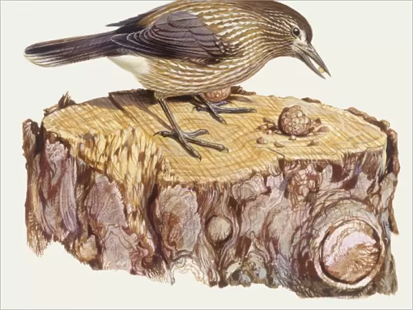 Zoology: Birds, Spotted Nutcracker, (Nucifraga caryocatactes), illustration