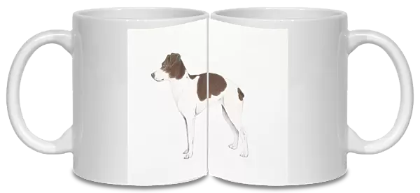 Skane Terrier, illustration