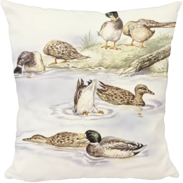 Zoology: Birds, Ducks swimming, illustration