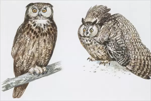 Zoology: Birds, Long-eared Owl (Asio otus), illustration