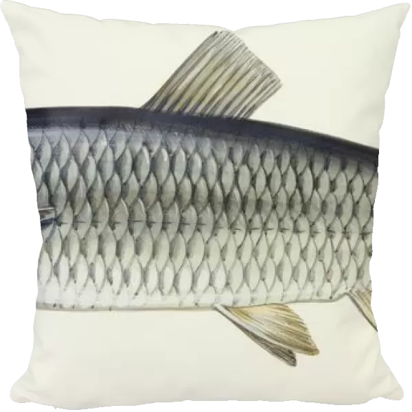 Fishes: European chub (Leuciscus cephalus cabeda)