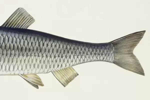 Fishes: European chub (Leuciscus cephalus cabeda)
