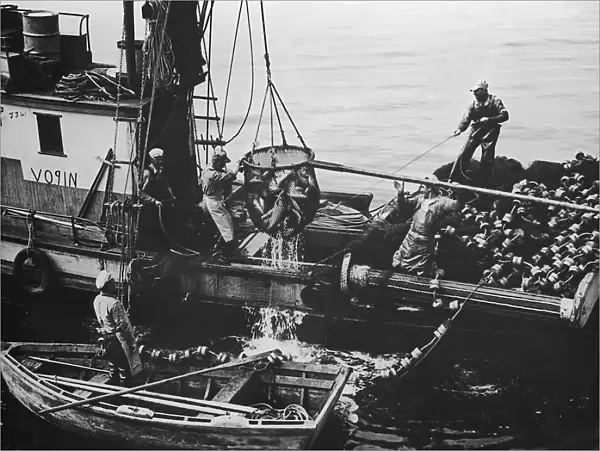 Fishermen unloading a fresh catch of salmon