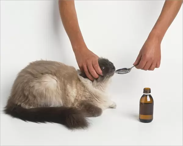 A cat being spoonfed liquid medicine