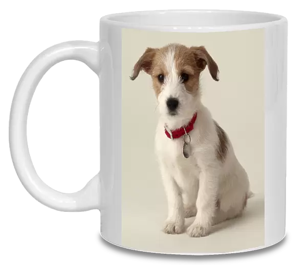 Jack Russell puppy (Canis familiaris)