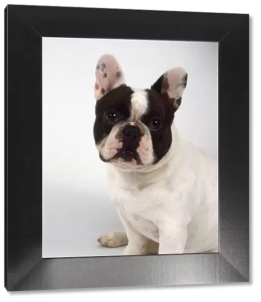 A French bulldog with a chubby brown and white head, a white body, and rounded erect ears, head and neck only