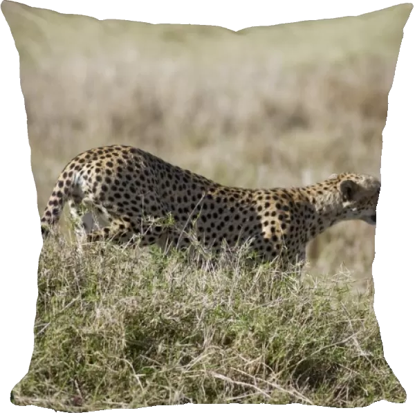 Kenya, Masai Mara National Reserve, Cheetah (Acinonyx jubatus) hunting in grassland, looking away, side view