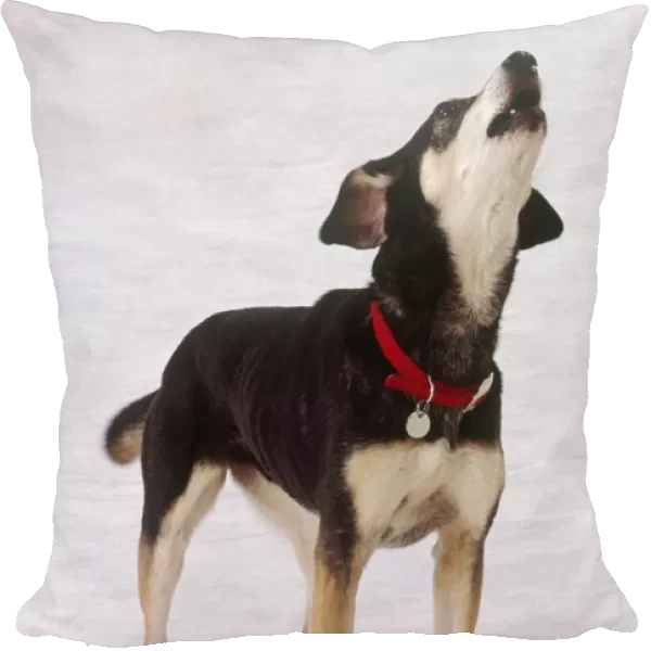 Howling mongrel dog wearing red collar